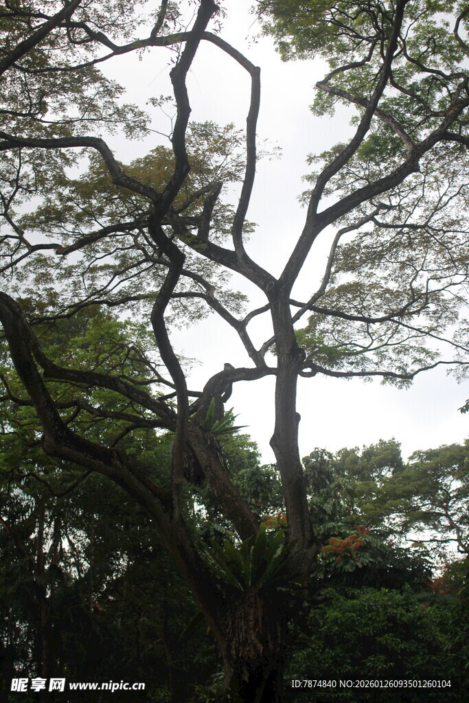 虬枝伸展的繁茂大树