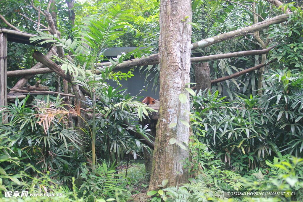 丛林中的古老木质建筑
