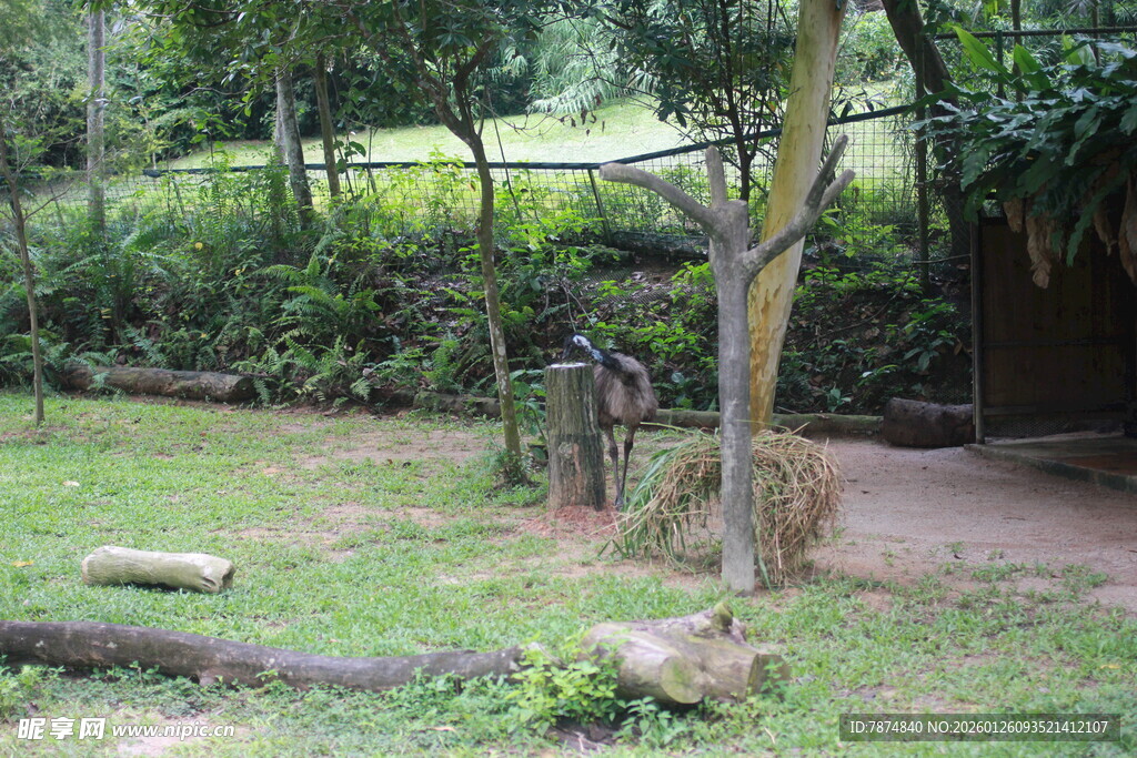 户外林间的休闲场景