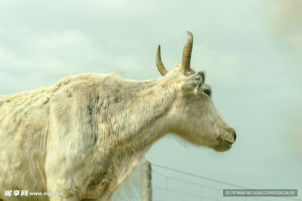 站在户外的山羊