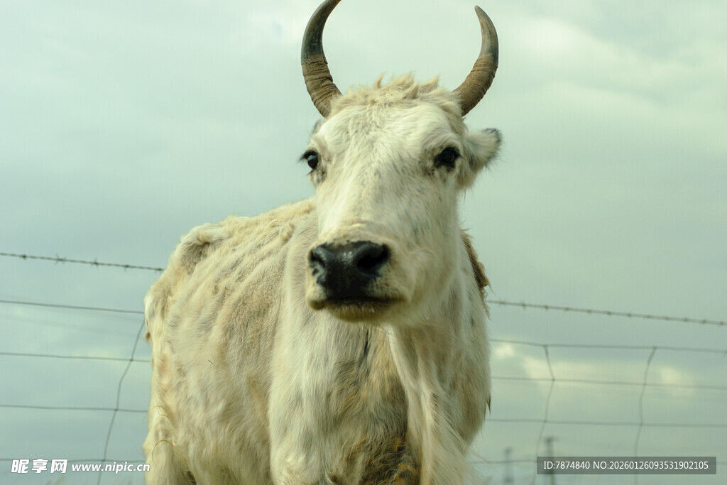 白色长角牛近景特写