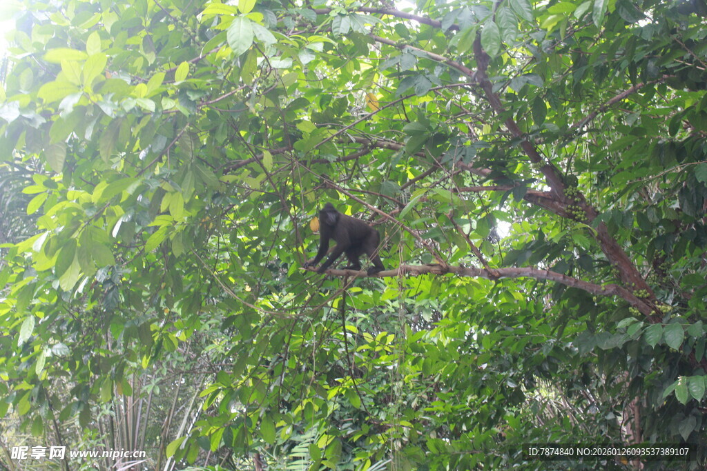 树上栖息的鸟儿
