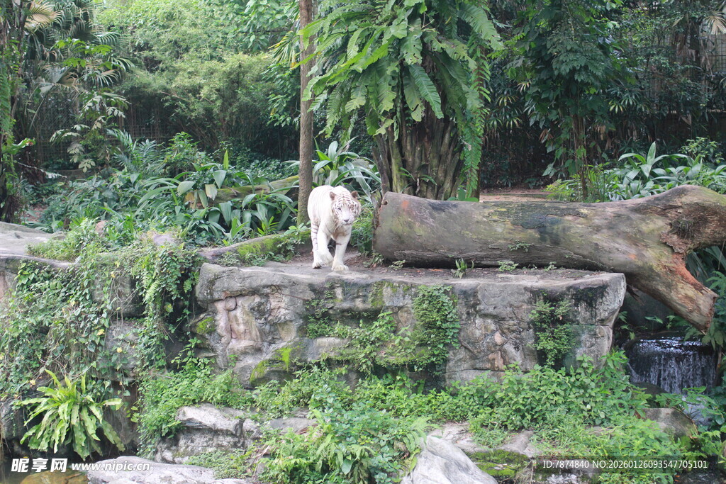 石上白狗身处绿植环绕间
