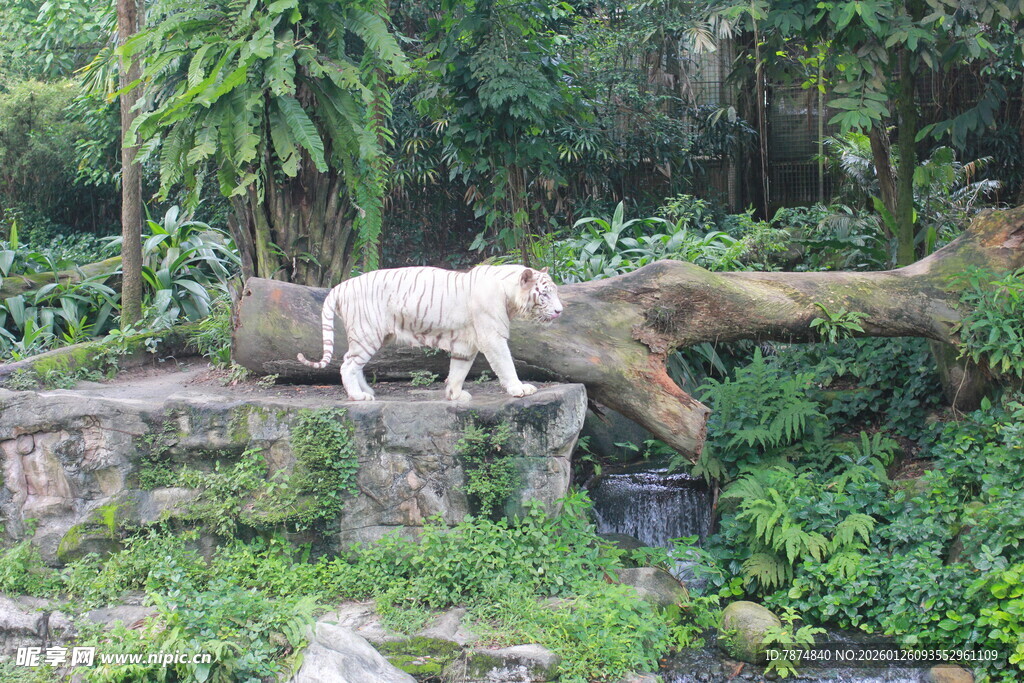 岩石上的白虎与绿植景观