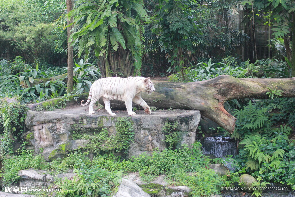 石台上的白狗与繁茂绿植