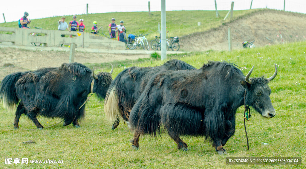 草原上的牦牛群