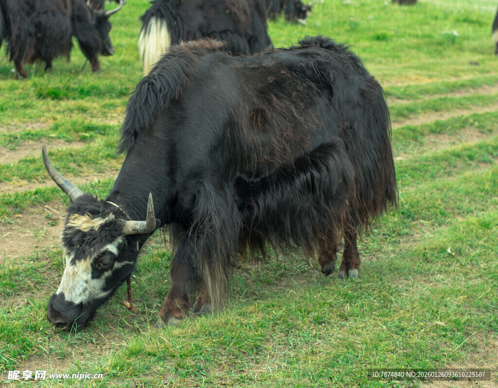 草原上的牦牛