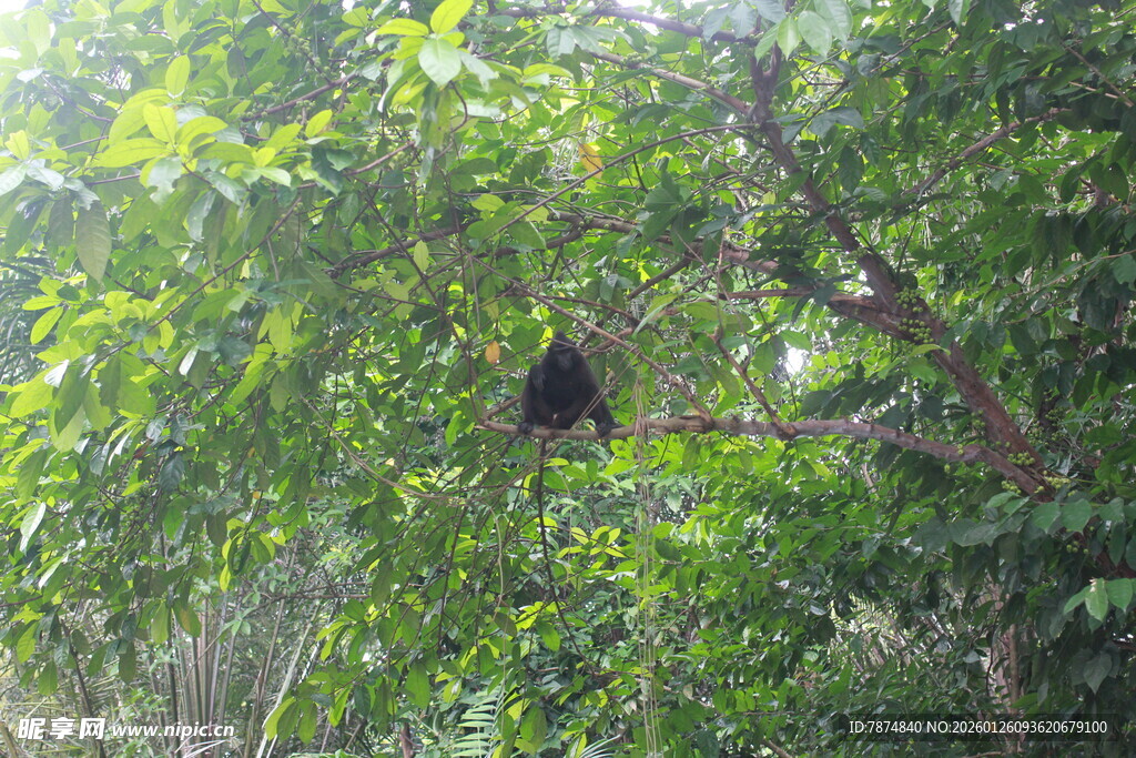 树上栖息的黑色鸟儿