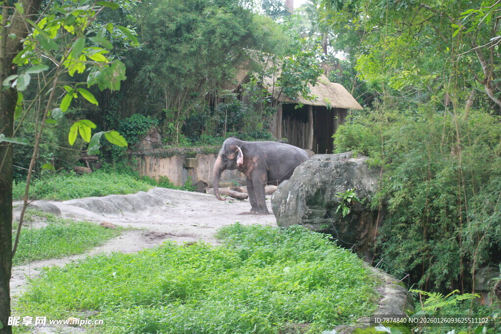 动物园中漫步的大象