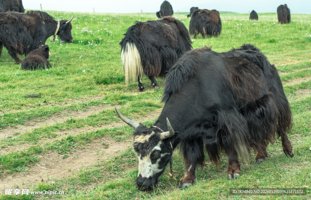 草原上的牦牛群