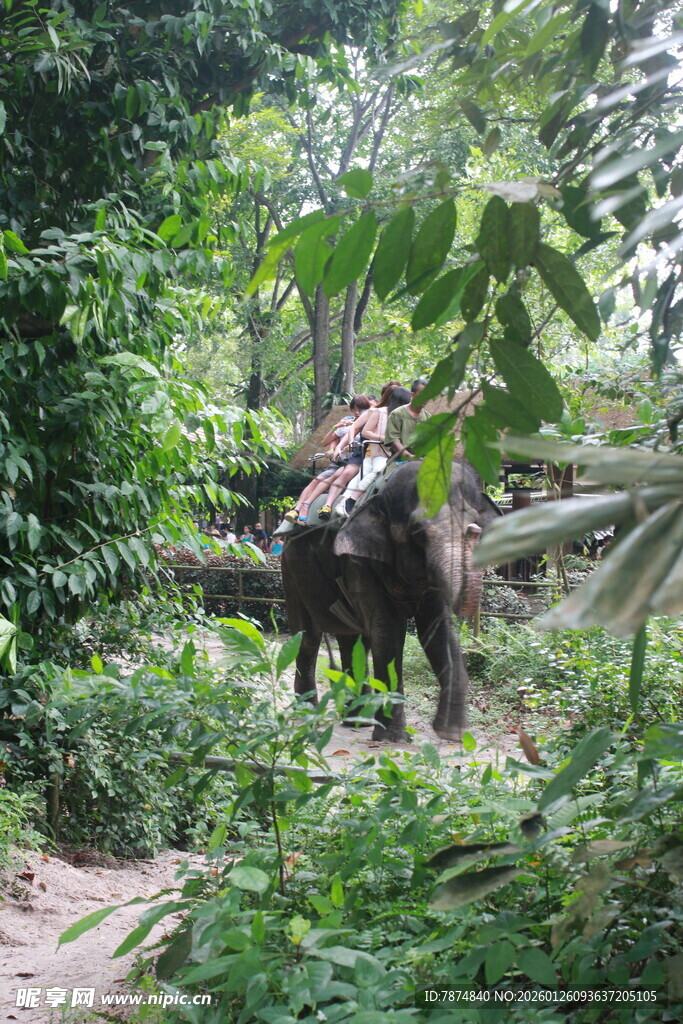 丛林中的恐龙模型