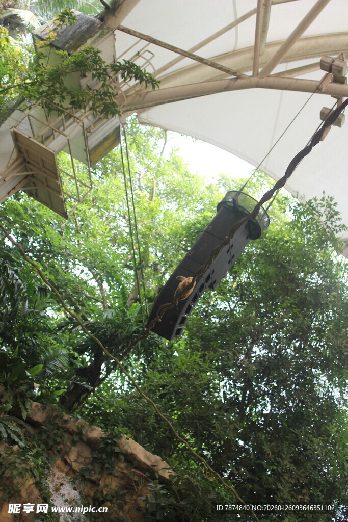 悬挂在林间的黑猩猩