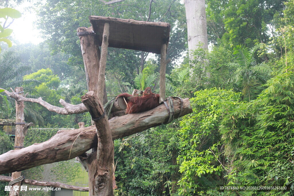 树上栖息的鸟儿与木质结构