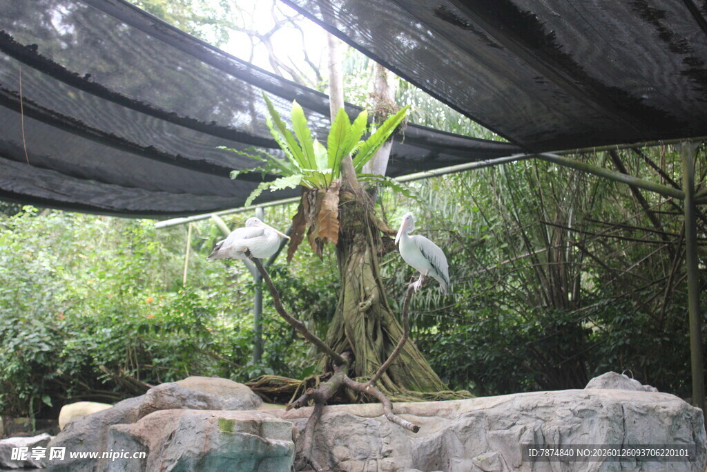 岩石上的绿植景观