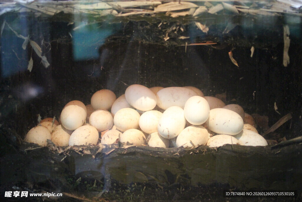 母鸡窝中的鸡蛋