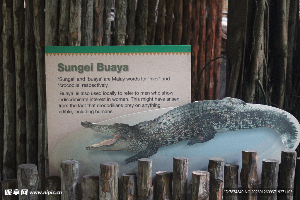 展示中的海狸鼠标本