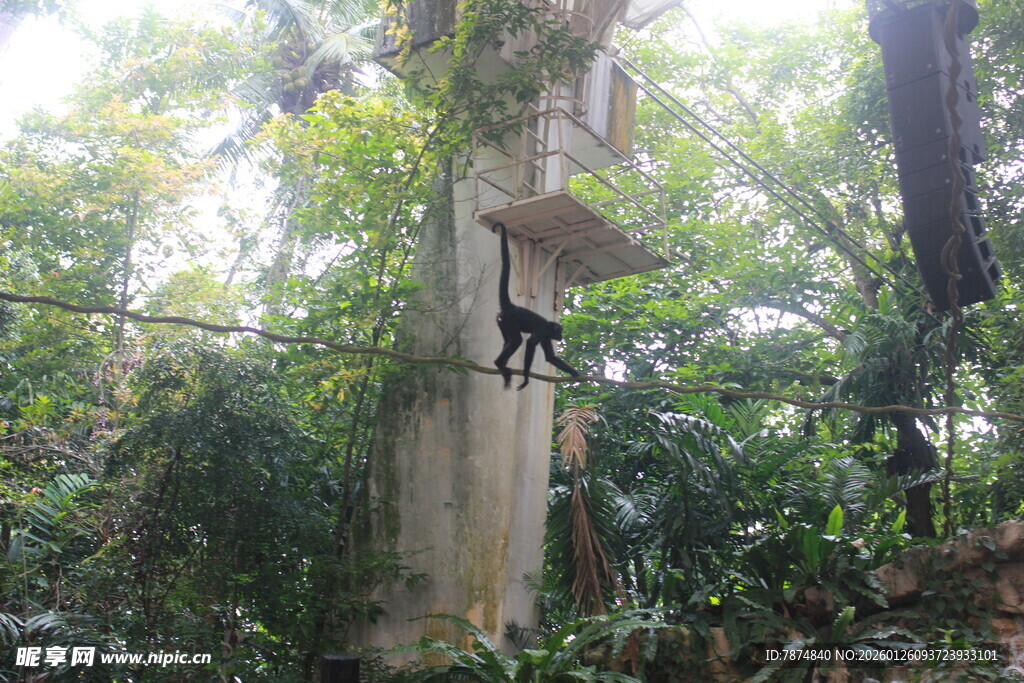 林中黑猴攀爬于石柱间