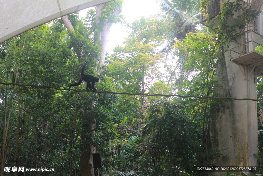 雨林中挂在绳索上的黑猩猩