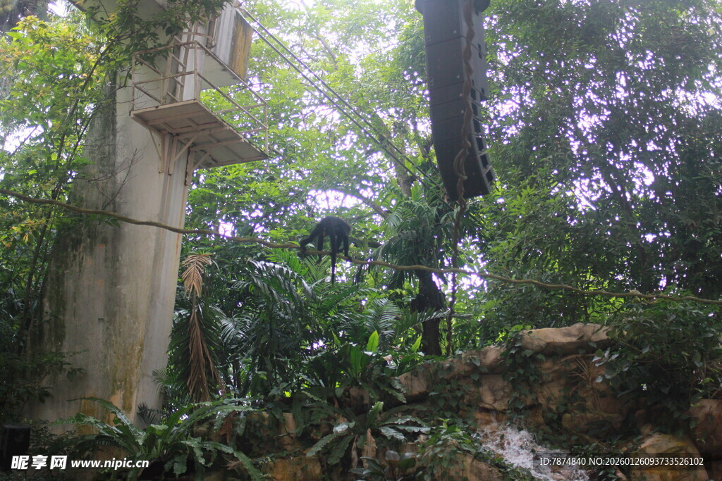 林中古碑 隐于葱郁草木间