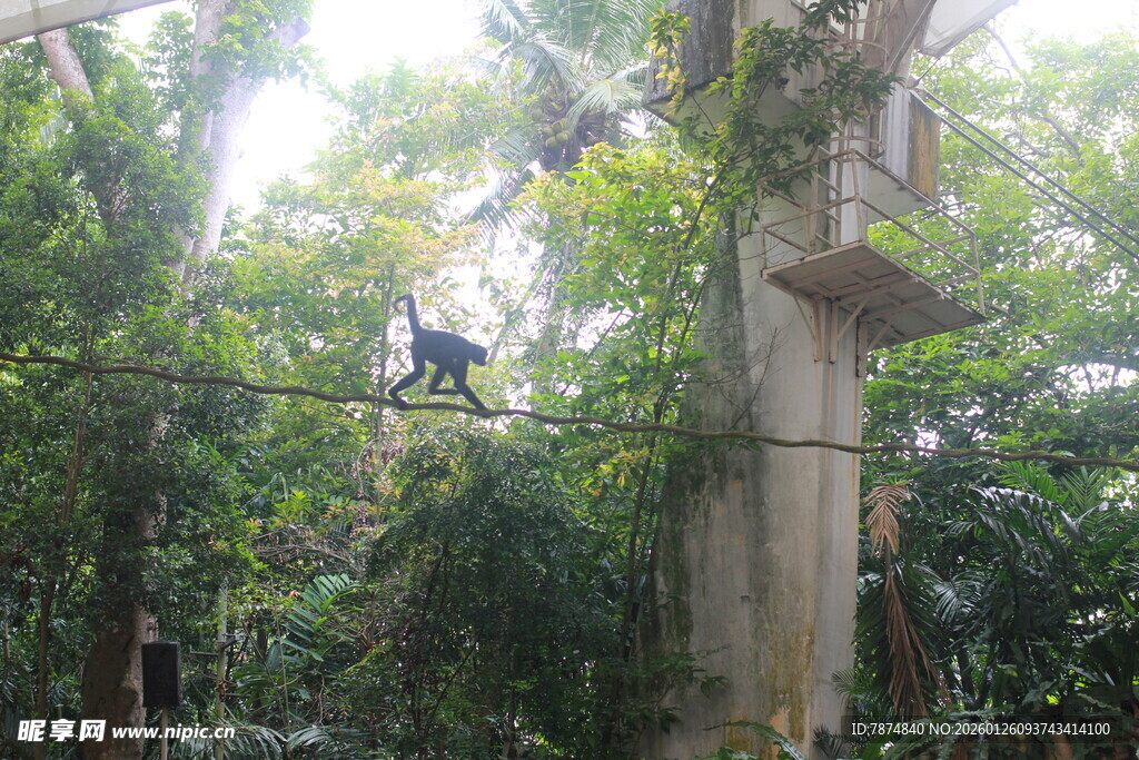 森林中树上的猴子