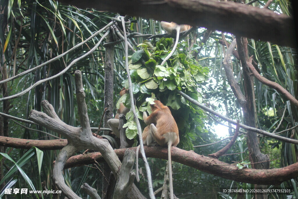 林间猴子栖息于繁茂树枝