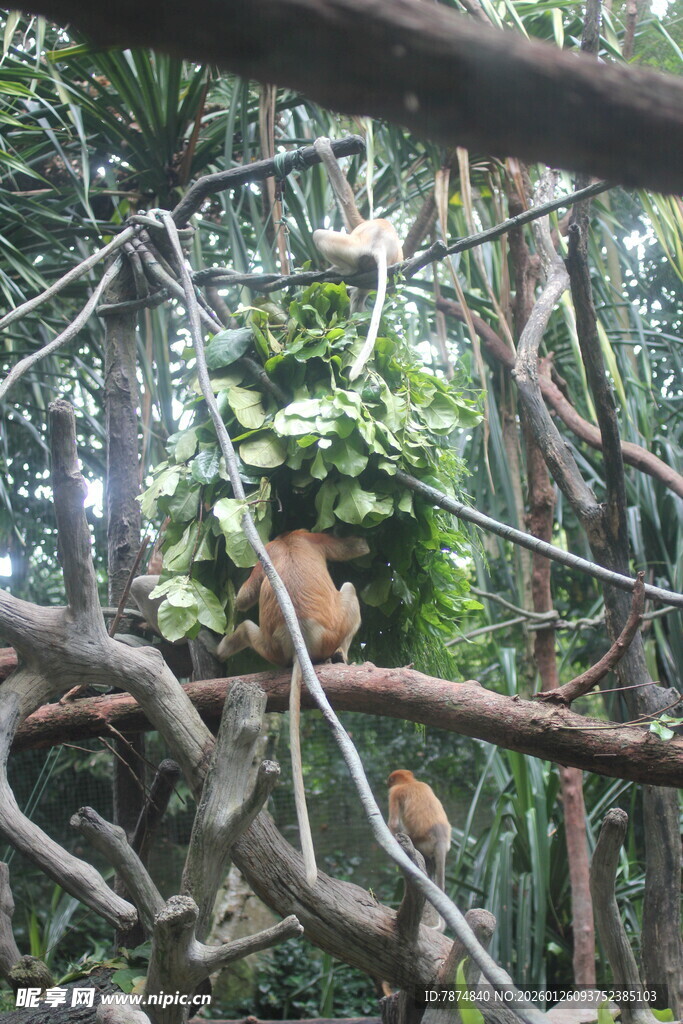 丛林中盘绕的繁茂藤蔓