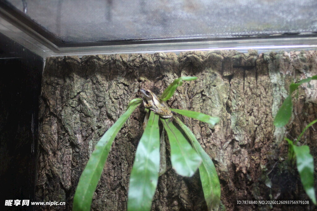 石壁上生长的翠绿植物