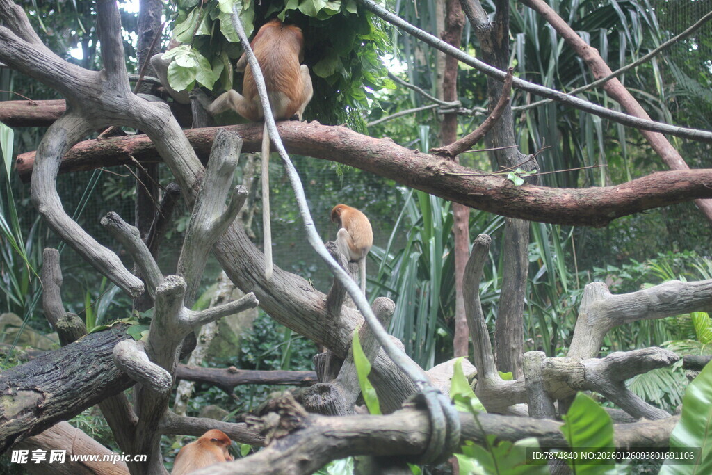 丛林中盘绕的繁茂树枝