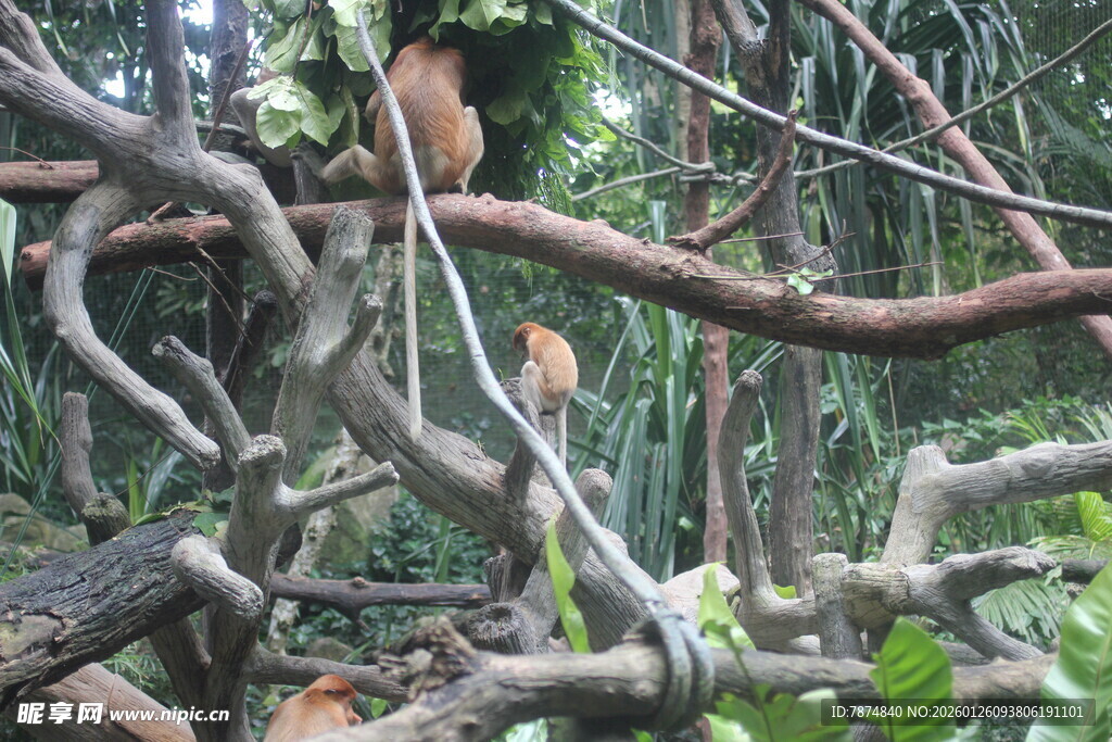丛林中交错的繁茂树枝