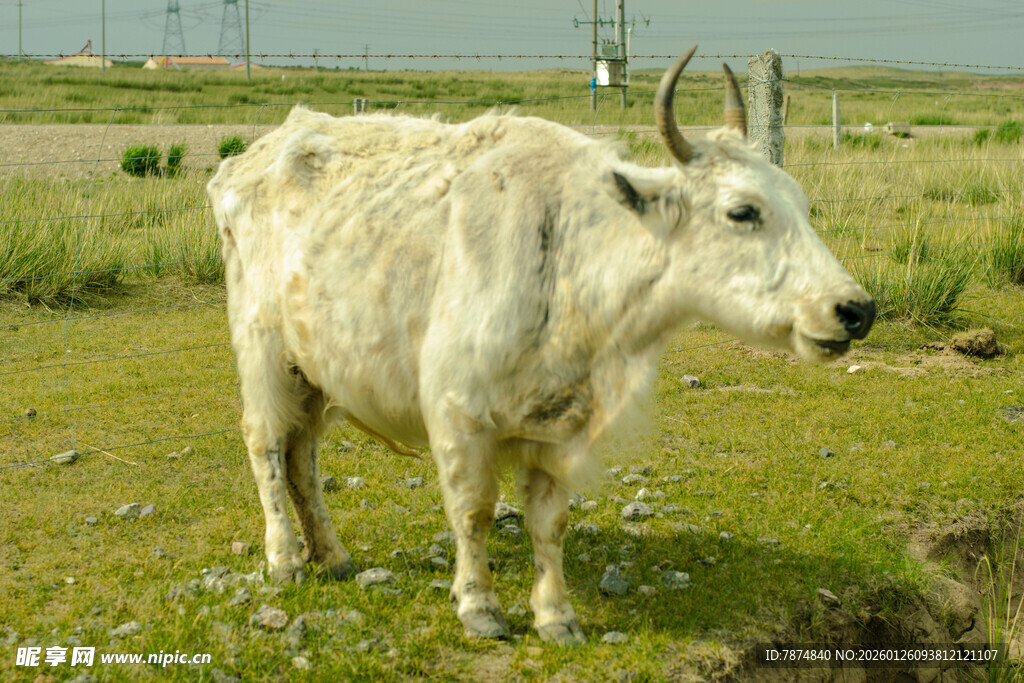 草原上的白色牦牛