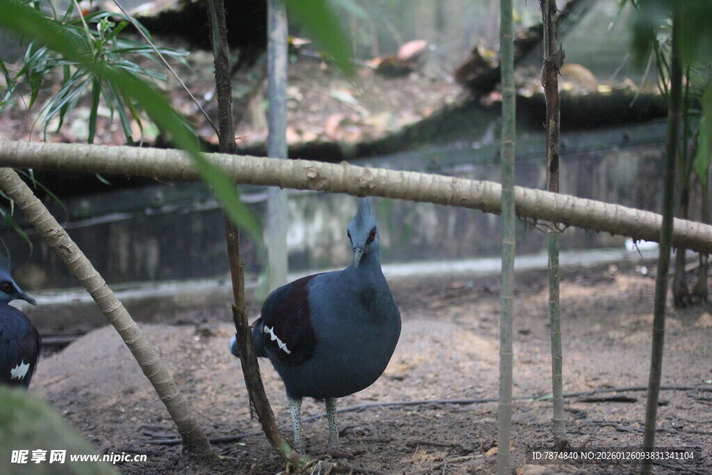 围栏内的黑色鸟类