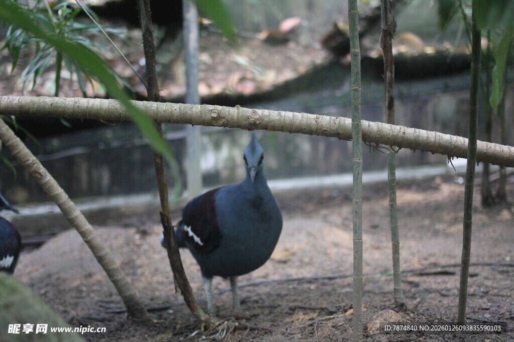 林间漫步的黑羽鸟