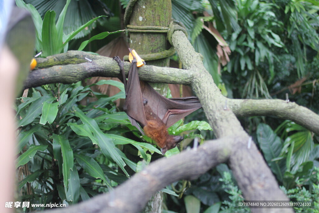 树上挂着的可爱狐猴
