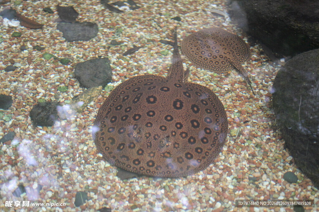 海底的斑点魟鱼