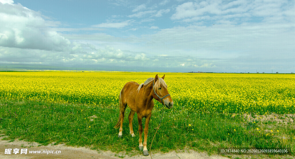 田野中独站的棕色骏马