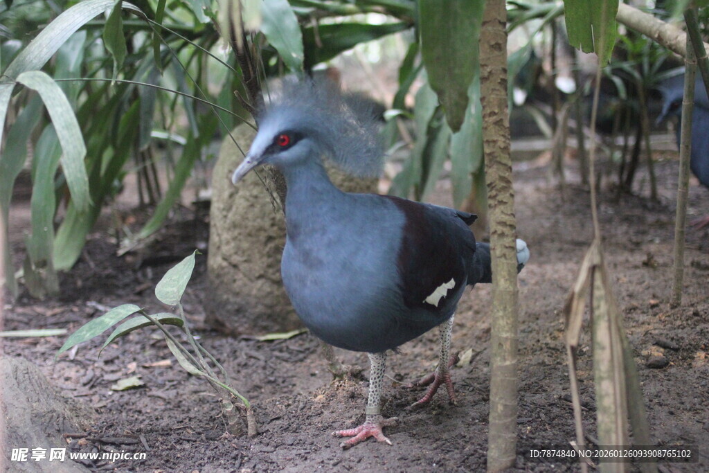 蓝紫色水鸟立于林间