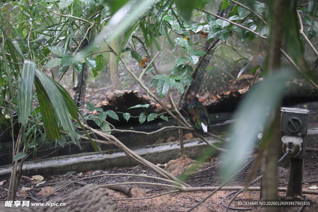 丛林中的神秘野生动物