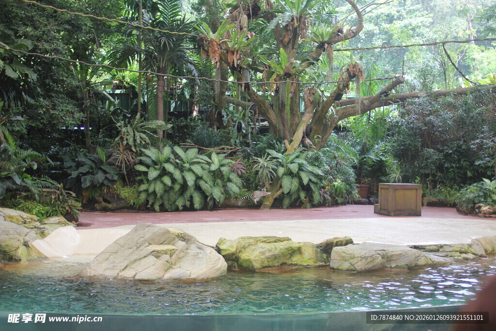 热带风情中的泳池景观