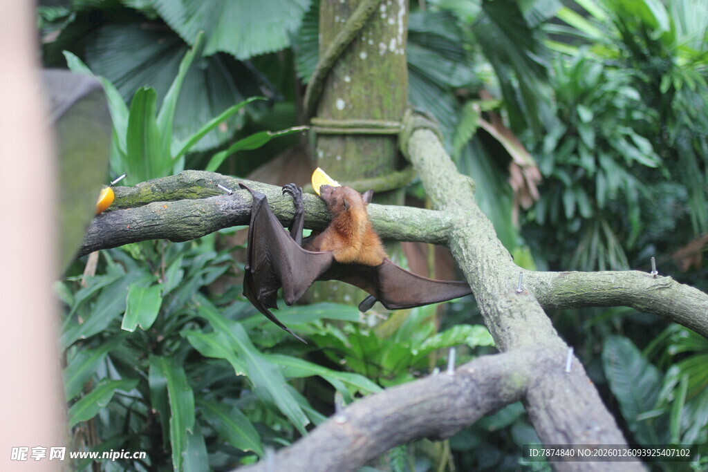 树枝上的可爱小猴子