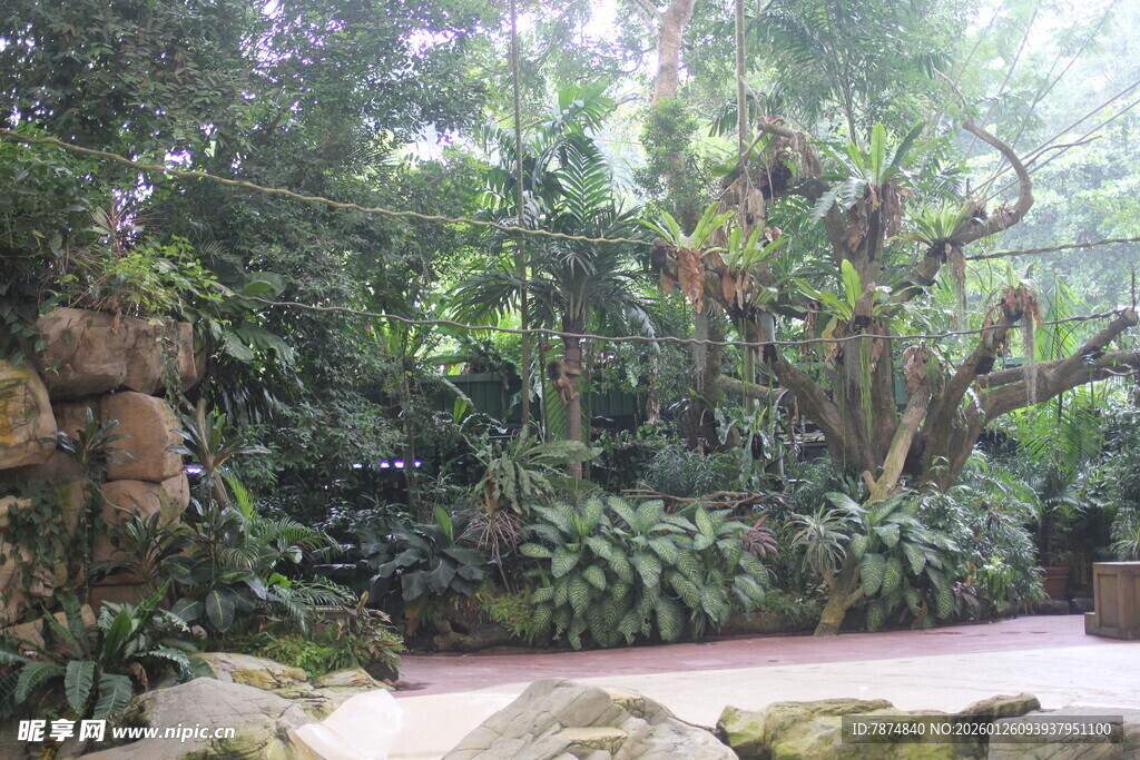 室内绿意盎然的植物景观