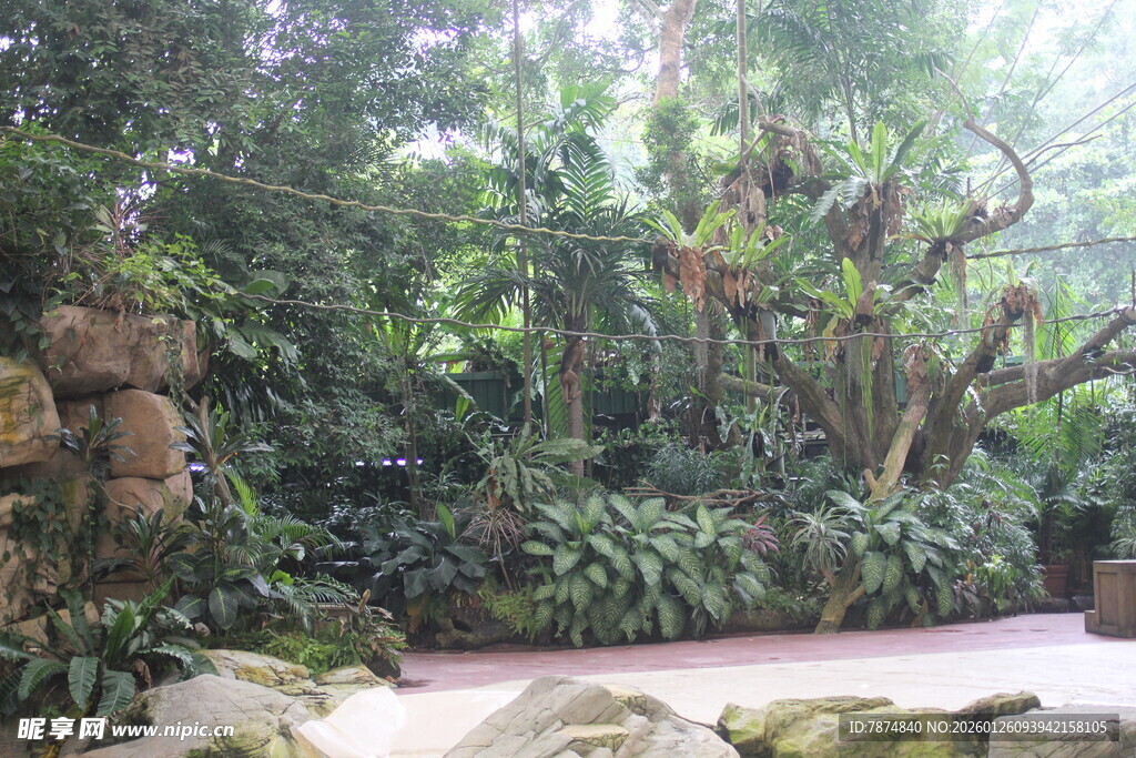 热带雨林景观 绿植繁茂