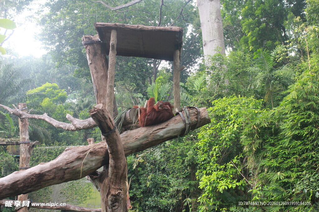 雨林中枝头栖息的鲜艳鸟儿