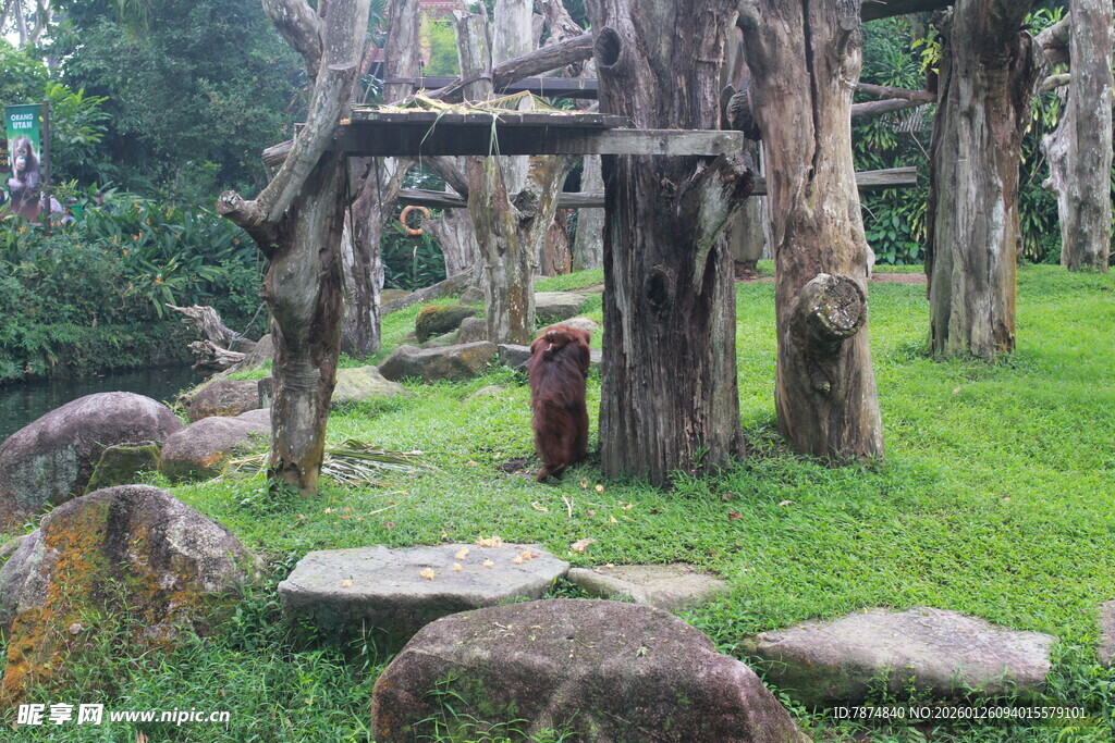 林间石径 古朴自然景致