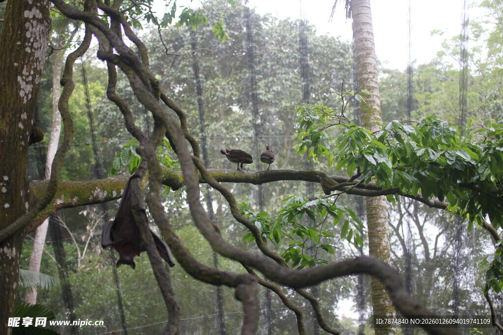 丛林中交错缠绕的繁茂树枝