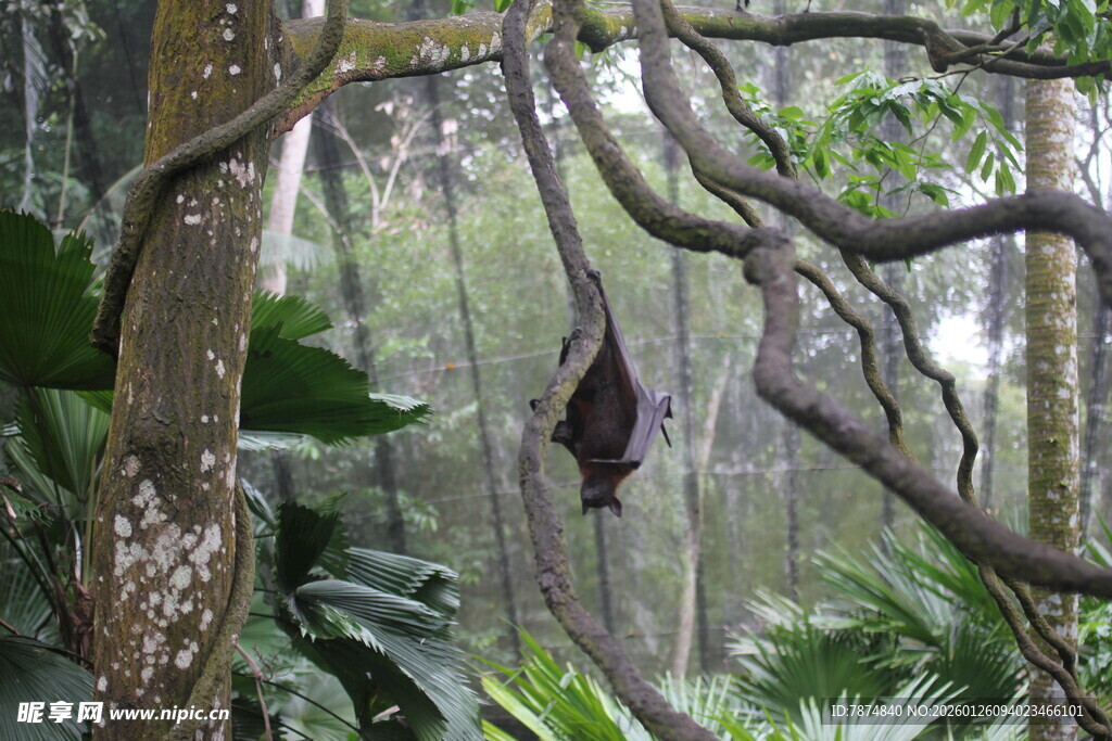 雨林中悬挂的奇特植物