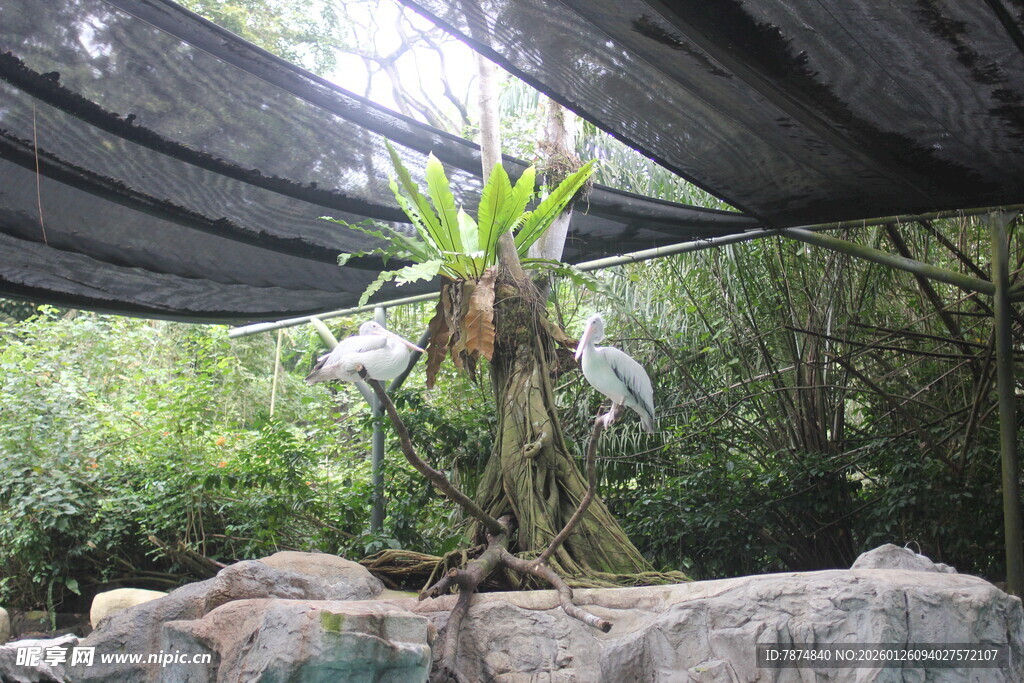 温室中的附生植物景观