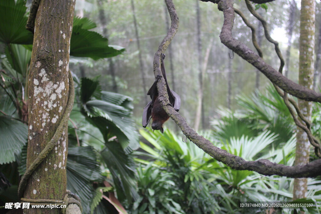 雨林中悬挂的神秘藤蔓