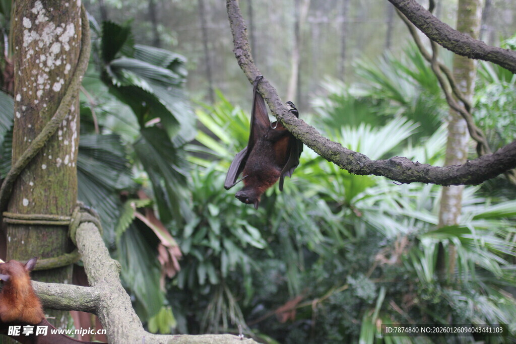 雨林中倒挂的神秘动物