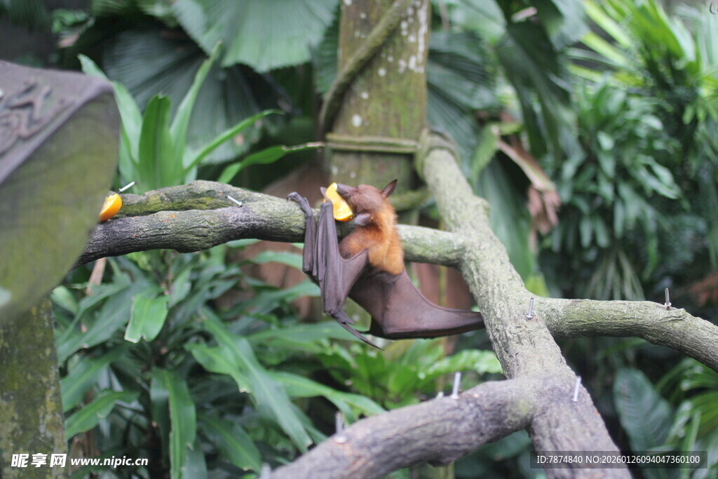 树上的猴子与繁茂绿植