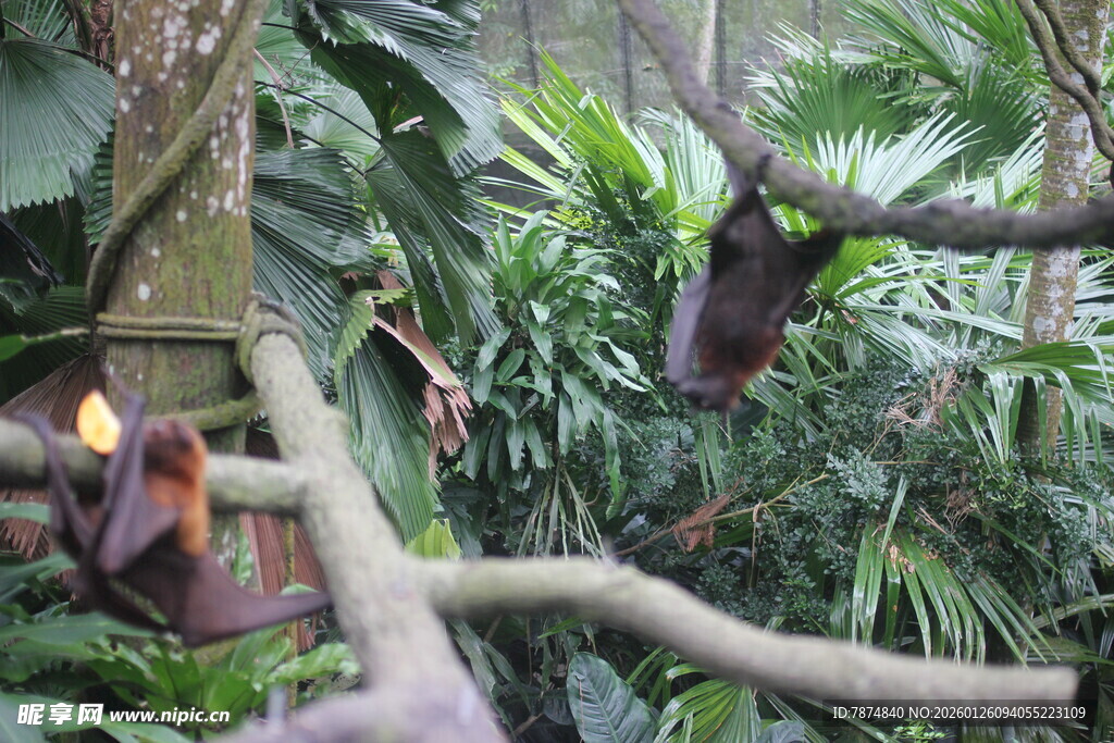 雨林中悬挂的特色灯具